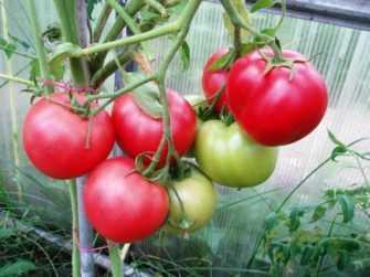 Уход и полив томатов на балконе