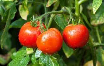 Самые ранние сорта томатов для балконов и домашнего огорода подборка лучших ранних сортов томатов