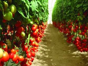 Особенности ранних сортов томатов
